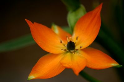orangene Blüte