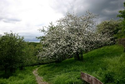 Apfelbaum in Blüte