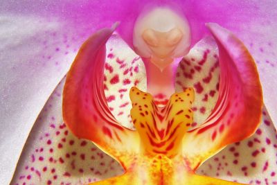 Orchidee - geblitzt