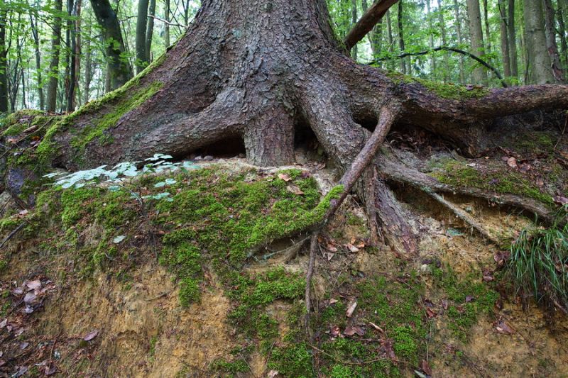 Rund um Ferschweiler