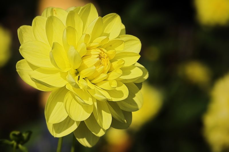 gelbe Dahlie