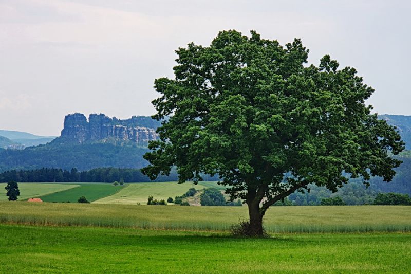 Baum vor Schrammsteinen