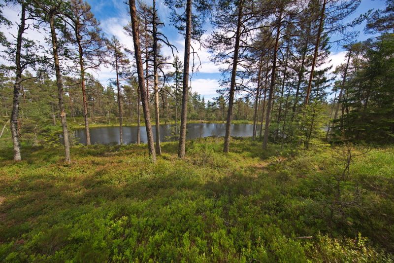 Nationalpark Tresticklan