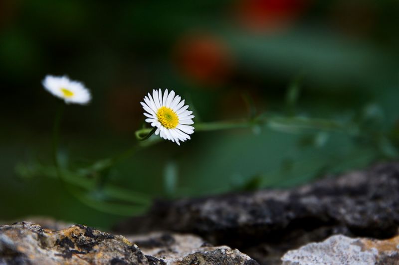 Sauveterre de Béarn