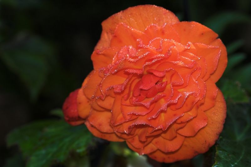 Rose mit Wassertropfen